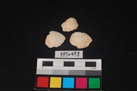 藏品(貝殼)的圖片