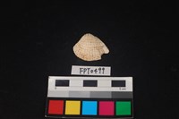 藏品(貝殼)的圖片