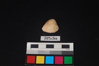 藏品(貝殼)的圖片