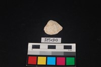 藏品(貝殼)的圖片