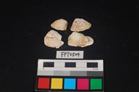 藏品(貝殼)的圖片