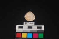 藏品(貝殼)的圖片