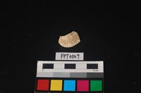 藏品(貝殼)的圖片