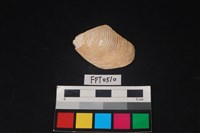 藏品(貝殼)的圖片