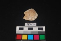 藏品(貝殼)的圖片