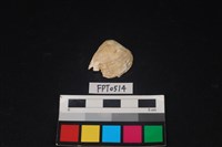 藏品(貝殼)的圖片