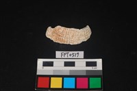 藏品(貝殼)的圖片