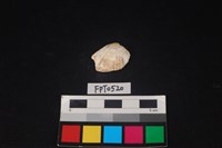 藏品(貝殼)的圖片