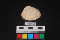 藏品(貝殼)的圖片