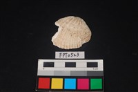 藏品(貝殼)的圖片