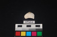 藏品(貝殼)的圖片