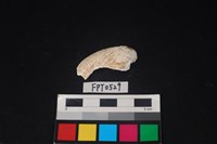 藏品(貝殼)的圖片