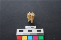 藏品(鹿骨)的圖片