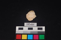 藏品(貝殼)的圖片