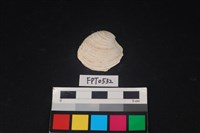 藏品(貝殼)的圖片