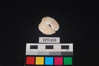 藏品(貝殼)的圖片