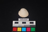 藏品(貝殼)的圖片