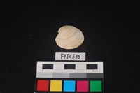 藏品(貝殼)的圖片