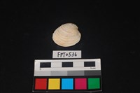 藏品(貝殼)的圖片