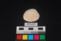 藏品(貝殼)的圖片