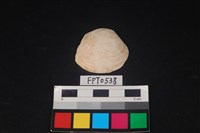 藏品(貝殼)的圖片