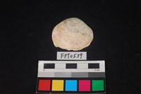 藏品(貝殼)的圖片