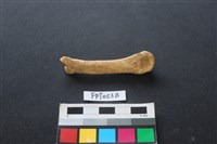 藏品(豬骨)的圖片