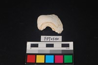 藏品(貝殼)的圖片