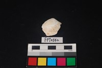 藏品(貝殼)的圖片