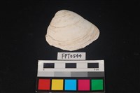 藏品(貝殼)的圖片