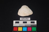 藏品(貝殼)的圖片