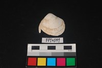 藏品(貝殼)的圖片