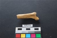 藏品(豬骨)的圖片