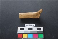 藏品(豬骨)的圖片