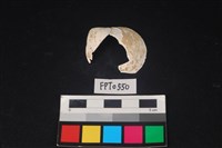 藏品(貝殼)的圖片