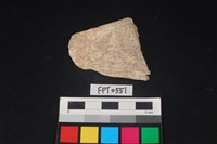 藏品(貝殼)的圖片