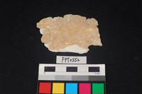 藏品(貝殼)的圖片