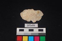 藏品(貝殼)的圖片