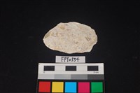 藏品(貝殼)的圖片