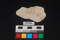 藏品(貝殼)的圖片