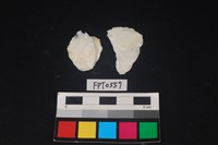 藏品(貝殼)的圖片