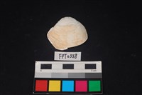 藏品(貝殼)的圖片