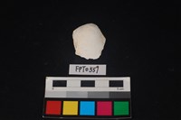 藏品(貝殼)的圖片