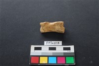 藏品(豬骨)的圖片