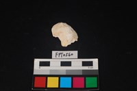 藏品(貝殼)的圖片