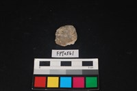 藏品(貝殼)的圖片