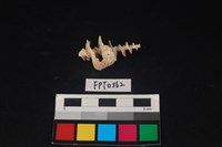 藏品(貝殼)的圖片