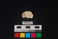 藏品(貝殼)的圖片