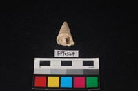 藏品(貝殼)的圖片