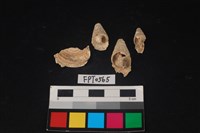 藏品(貝殼)的圖片